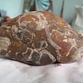 远古鱼类粪便化石
