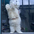 水红包隔壁一楼的小白猫
