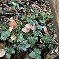 蘑菇开会
林间漫步，发现的蘑菇们都不认识，但是那个红伞伞，真的是震惊到我了，...