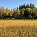北京的稻田