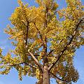 金黄的扇叶簇满枝头，
斜阳作灯光师，
西风为音响师，
银杏在平地上舞出一段秋...