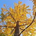 金黄的扇叶簇满枝头，
斜阳作灯光师，
西风为音响师，
银杏在平地上舞出一段秋...