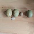 今天收了八颗蛋，有颗差点以为是粑粑。🤣
