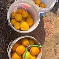 赣南脐橙，原产地脐橙，橙子，水果