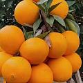 香喷喷的橙子果果，新鲜营养，味美皮薄，适合老人小孩孕妇补充维生素，好吃不上火