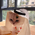 谦卑的阿拉伯猫，但是富有