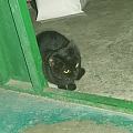 晚上有只黑猫想进我们家