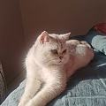 一只沐浴在阳光下的小猫咪
