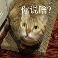 晒一个无意中拍下来的猫猫头表情包