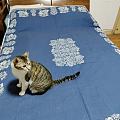 哈哈，猫祖宗最喜欢这床单布料。