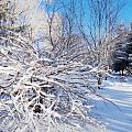 雪后初晴，女神节快乐