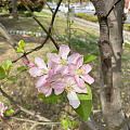 花都开好了