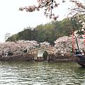 鼋头渚樱花已经绽放，如果晴天就完美！微风细雨中游西湖，宛如画中游！