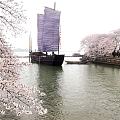鼋头渚樱花已经绽放，如果晴天就完美！微风细雨中游西湖，宛如画中游！