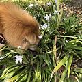 小狗赏花