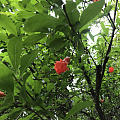石榴花开，树荫合抱，满城皆是草木香气