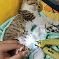 【水一个】小猫的近况