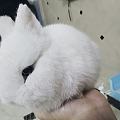 我可爱的兔子