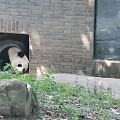 熊猫真的怕热