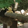 熊猫真的怕热