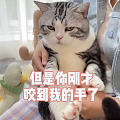 喜欢小猫咪