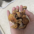 谁知道这是什么蘑菇吗？