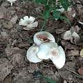 这是什么蘑菇？