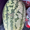 新疆的西瓜大，甜，便宜！