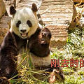 旅美大熊猫的悲惨遭遇