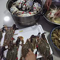 渤海湾鲜美的大螃蟹和虾爬子