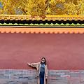 北京的红墙银杏