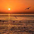 日出 傍晚 海鸥