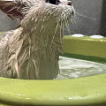今天又是小猫咪洗澡的日子