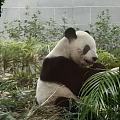 去澳门玩记得去看熊猫