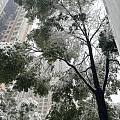 来长沙看雪了