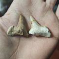 斜耳齿鲨牙齿化石