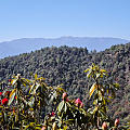 杜鹃花时夭艳然，满山遍野映山红！​