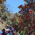 杜鹃花时夭艳然，满山遍野映山红！​