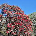 杜鹃花时夭艳然，满山遍野映山红！​