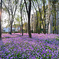 春天，我在学校逛花园