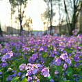 春天，我在学校逛花园