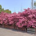 出游老寺，法王寺