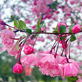 风传花信 雨濯春尘