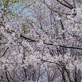 油菜花和樱花怎能错过