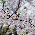 樱花🌸