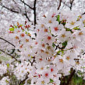 樱花🌸