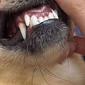 狗狗牙齿看年龄