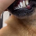 狗狗牙齿看年龄