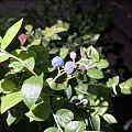 在露台种的蓝莓熟了