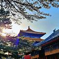 春日紫禁城，金瓦朱红墙